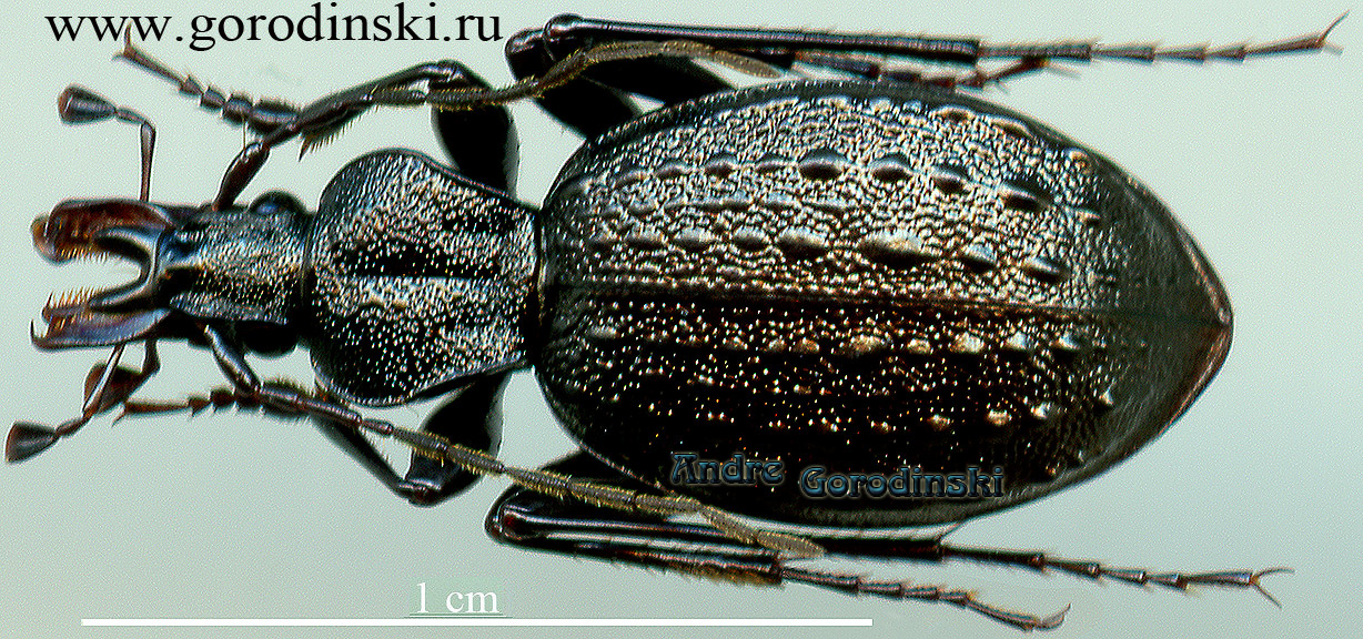 http://www.gorodinski.ru/carabidae/Cychrus songpanensis tatzaopin.jpg